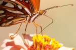 Gulf Fritillary Butterfly