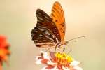 Gulf Fritillary Butterfly