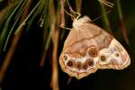 Southern Peraly-eye Butterfly