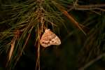 Southern Peraly-eye Butterfly