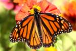 Monarch Butterfly