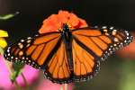 Monarch Butterfly