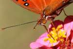 Gulf Fritillary Caterpillar