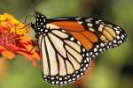 Monarch Butterfly