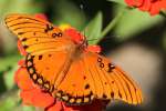 Gulf Fritillary Caterpillar