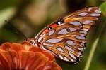 Gulf Fritillary Caterpillar