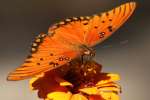 Gulf Fritillary Caterpillar