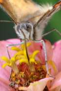 American Lady Butterfly