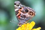 American Lady Butterfly