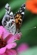 American Lady Butterfly