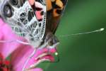 American Lady Butterfly