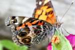 American Lady Butterfly