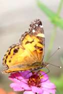 American Lady Butterfly