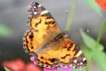 American Lady Butterfly