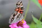 American Lady Butterfly