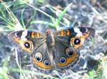 Buckeye Butterfly