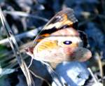 Buckeye Butterfly