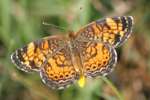 Pearl Crescent Butterfly