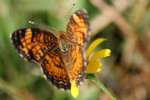 Pearl Crescent Butterfly