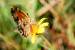 Pearl Crescent Butterfly