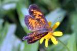 Pearl Crescent Butterfly