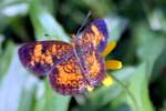 Pearl Crescent Butterfly