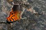 Question Mark Butterfly