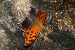 Question Mark Butterfly