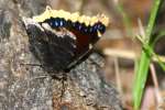 Mourning Cloak Butterfly