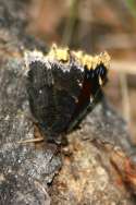 Mourning Cloak Butterfly