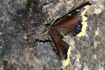 Mourning Cloak Butterfly