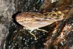 Creole Pearly-eye Butterfly