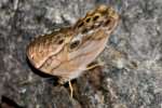 Creole Pearly-eye Butterfly