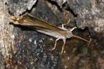 Creole Pearly-eye Butterfly