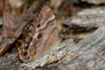 Creole Pearly-eye Butterfly