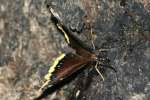 Mourning Cloak Butterfly