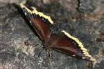 Mourning Cloak Butterfly