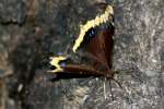 Mourning Cloak Butterfly