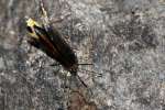 Mourning Cloak Butterfly