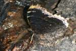 Mourning Cloak Butterfly