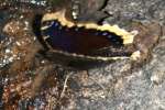 Mourning Cloak Butterfly