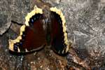 Mourning Cloak Butterfly