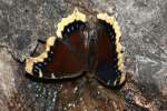 Mourning Cloak Butterfly