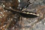 Mourning Cloak Butterfly