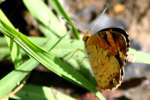 Pearl Crescent Butterfly