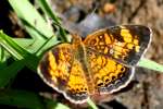 Pearl Crescent Butterfly