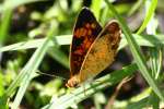 Pearl Crescent Butterfly