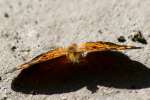 Pearl Crescent Butterfly