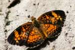 Pearl Crescent Butterfly