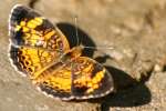 Pearl Crescent Butterfly